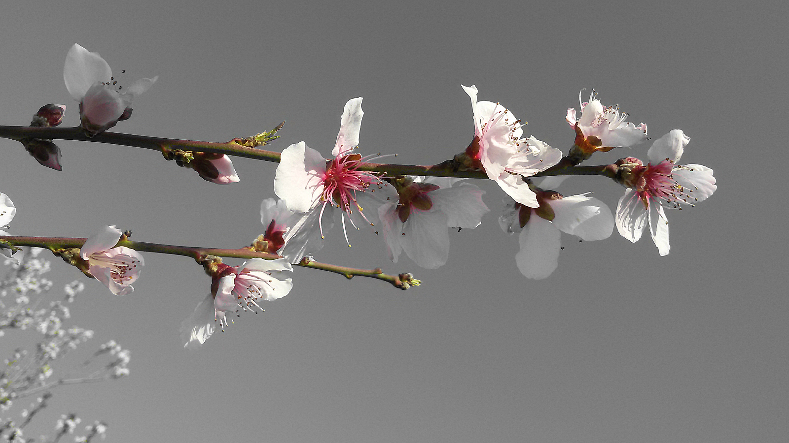 Spring Spa Offers AQUA Day Spa